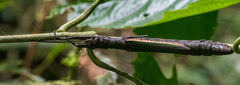 Orthomeria superba