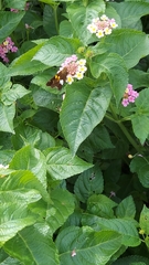 Epargyreus clarus