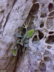 Hermas lanata
