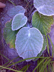 Hermas lanata