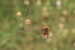 Palpada vinetorum
