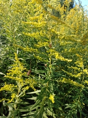 Solidago