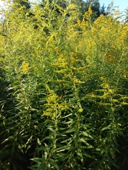 Solidago