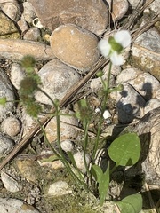 Echinodorus berteroi