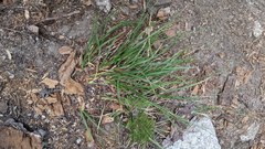 Carex fracta