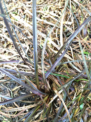Carex punicea