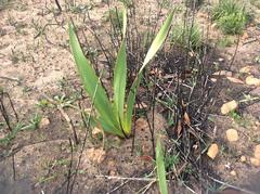 Watsonia vanderspuyae
