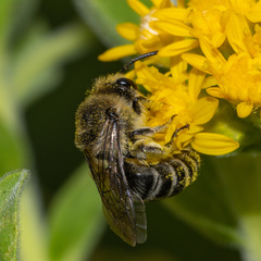 Colletes compactus compactus