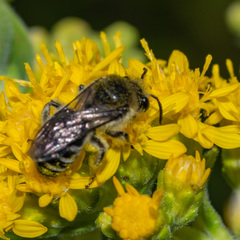 Colletes compactus compactus