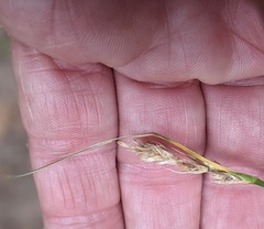 Carex fracta