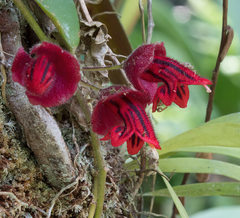 Aeschynanthus hians