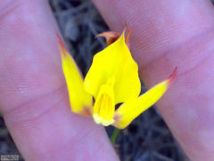 Disa tenuifolia
