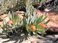 Leucadendron cadens