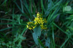 Solidago virgaurea