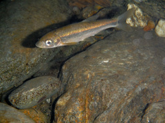 Pseudochondrostoma polylepis