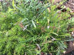 Prismatocarpus diffusus