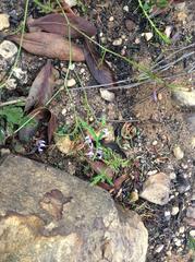 Prismatocarpus diffusus