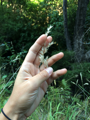 Rytidosperma unarede