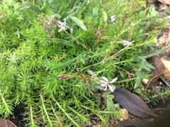 Prismatocarpus diffusus