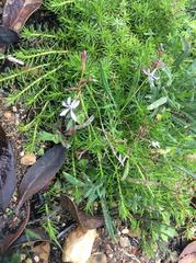 Prismatocarpus diffusus