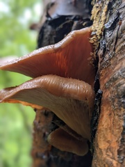 Lentinellus cochleatus