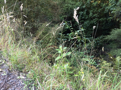 Rytidosperma unarede