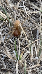 Cheiracanthium pelasgicum