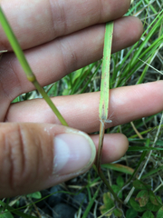 Rytidosperma unarede