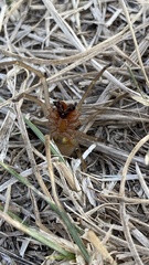 Cheiracanthium pelasgicum