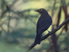 Turdus nudigenis