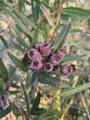 Angophora crassifolia