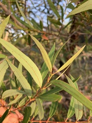 Angophora crassifolia