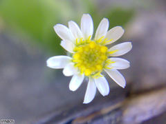 Felicia cymbalariae
