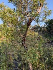 Angophora crassifolia