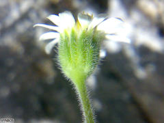 Felicia cymbalariae
