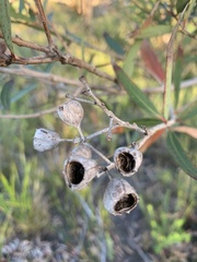 Angophora crassifolia