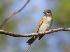 Vireo altiloquus