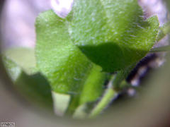 Felicia cymbalariae
