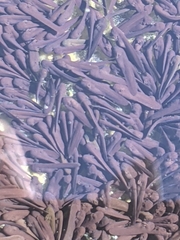 Rhinella spinulosa