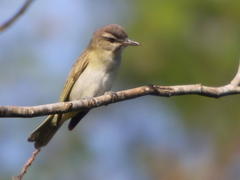 Vireo altiloquus