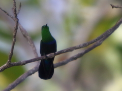 Eulampis holosericeus