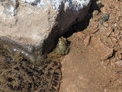 Rhinella spinulosa