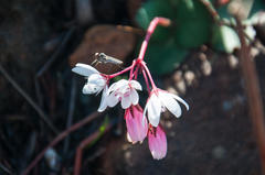 Crassula capensis capensis