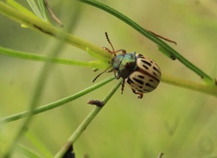Leptinotarsa lineolata