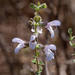 African Blue Sage - Photo (c) Carina Lochner, some rights reserved (CC BY-NC), uploaded by Carina Lochner