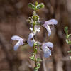 Salvia africana - Photo (c) Carina Lochner, algunos derechos reservados (CC BY-NC), subido por Carina Lochner