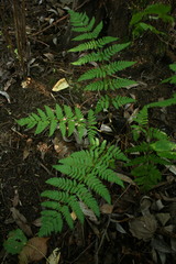 Dryopteris carthusiana