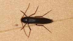 Serropalpus barbatus