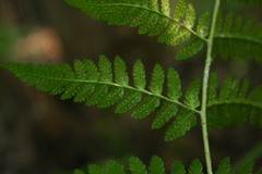 Dryopteris carthusiana
