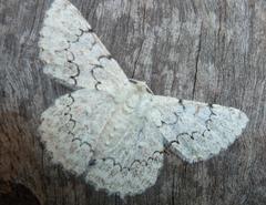 Pingasa abyssiniaria